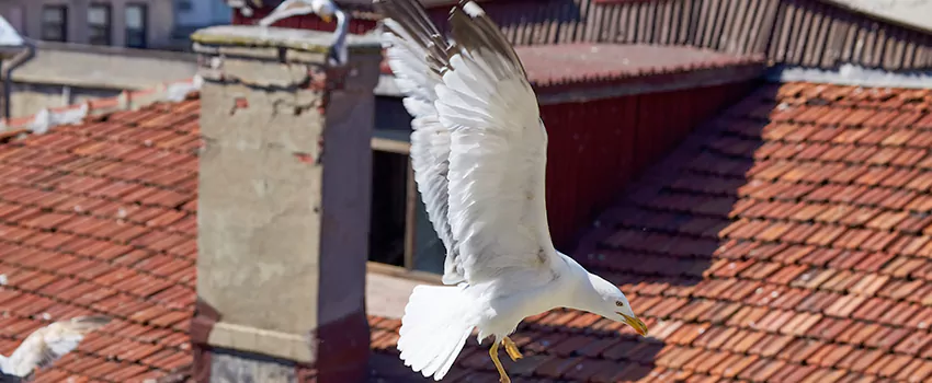 Residential Chimney Animal Removal Solution in Wichita Falls, TX
